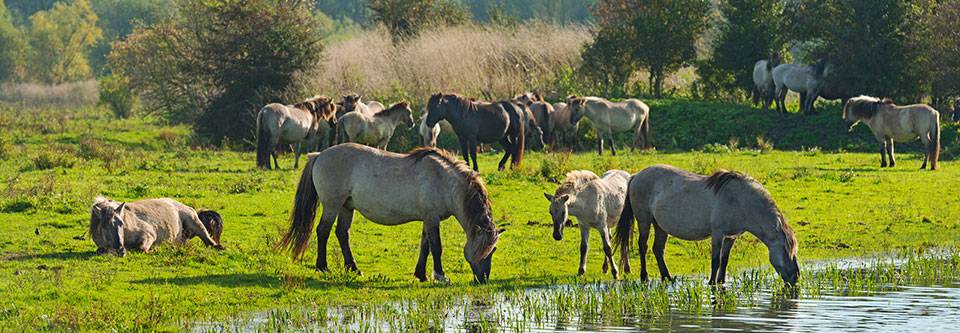 Natürliches Pferdeverhalten verstehen Sie das natürliche Pferdeverhalten durch unser Führungstraining.